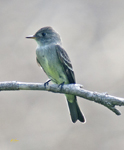 Eastern Wood Pewee 8183
